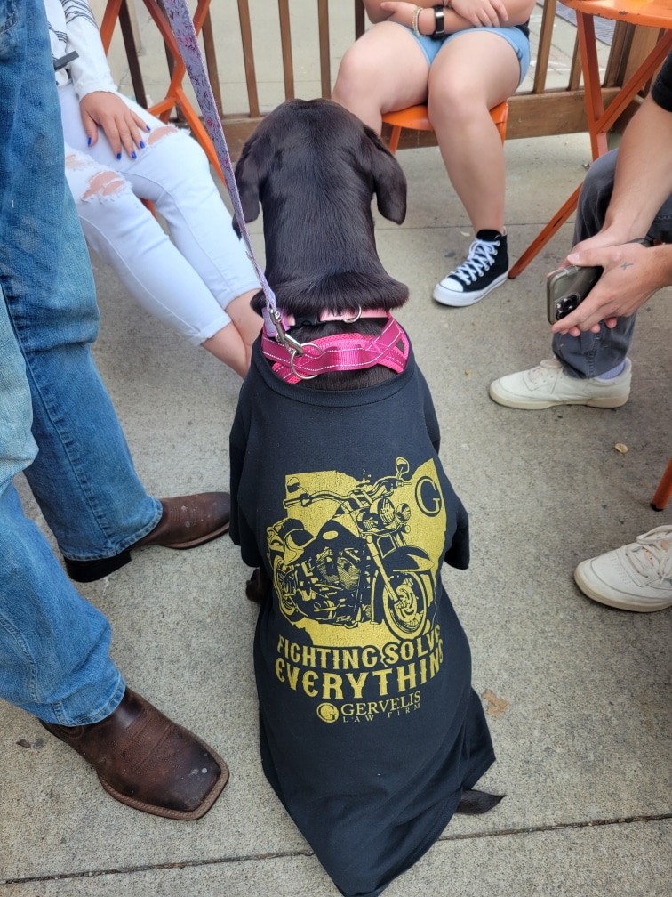 Dog wearing Gervelis Motorcycle campaign shirt